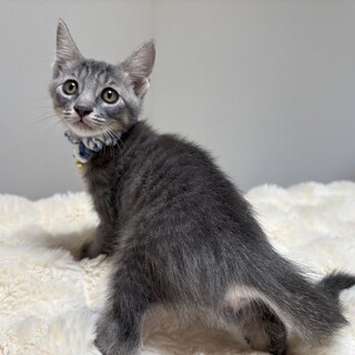 元気いっぱい兄妹たち・日葵（ひびき）くん