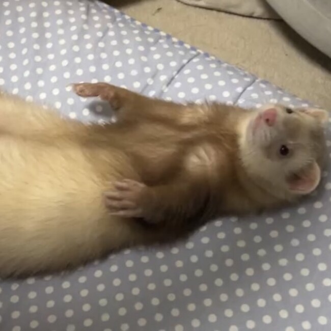 NISHIKAのカバー写真