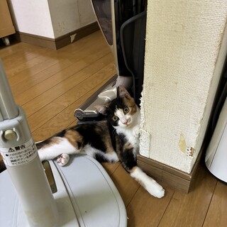 シャイな女の子♪♡☆