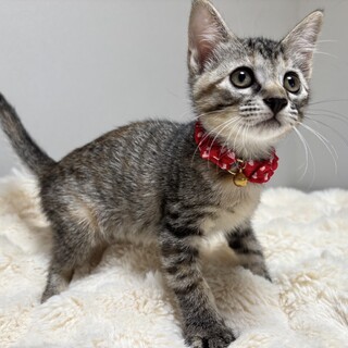 元気いっぱい兄妹たち・南葵（なぎ）ちゃん