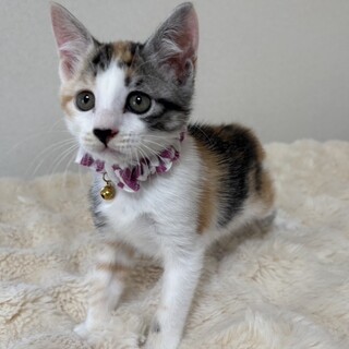 元気いっぱい兄妹たち・葵胡（きこ）ちゃん