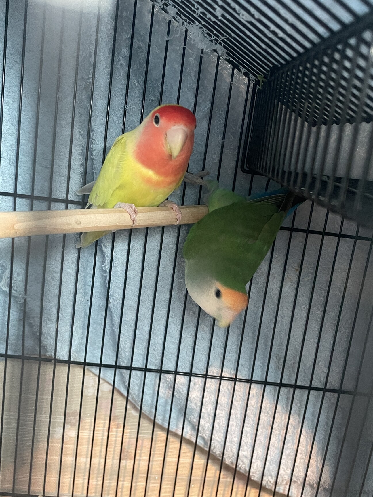 コザクラインコ　リクエストページ コザクラインコ | ペットフォレスト