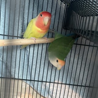 コザクラインコちゃん2羽