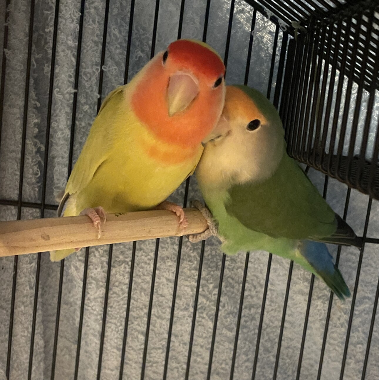 コザクラインコちゃん2羽」埼玉県 - 鳥の里親募集(523788) 2枚目の画像