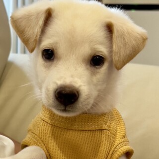 25-M182 小ぶりで可愛すぎる仔犬ちゃん♪