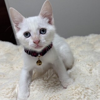 元気いっぱい兄妹たち・柚葵（ゆあ）ちゃん