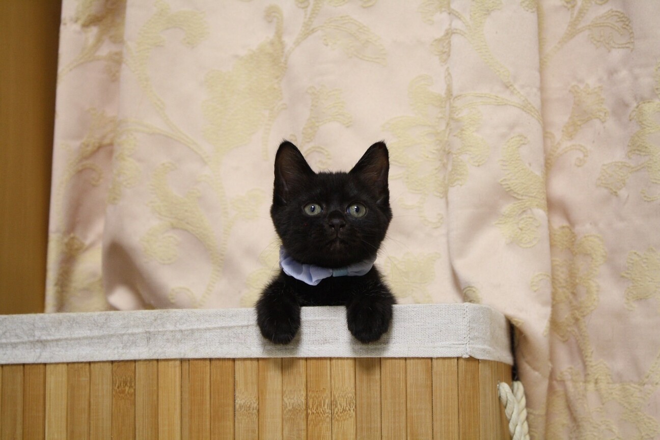 かこ♡リピーター様リクエスト　特大猫様 猫の日暮らし＊里親募集＊大阪＊譲渡会 on X: 