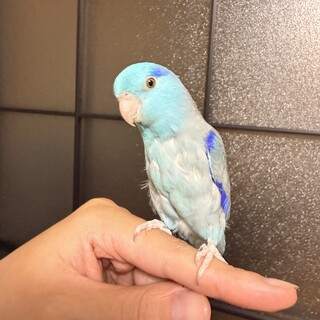 マイペースなメーティオン