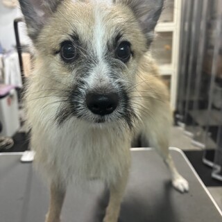 ミックスの男の子です。