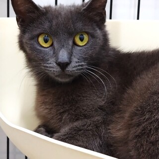 グレーの毛並みが綺麗なソフィア