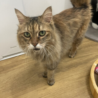 甘えん坊なシニア猫たま
