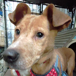 いつも寂しそうな表情の『ヴィーナス』ちゃん