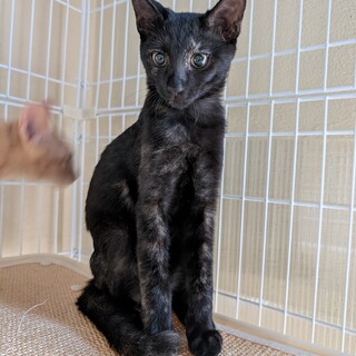 健康な4ヶ月の子猫（黒サビ）女の子