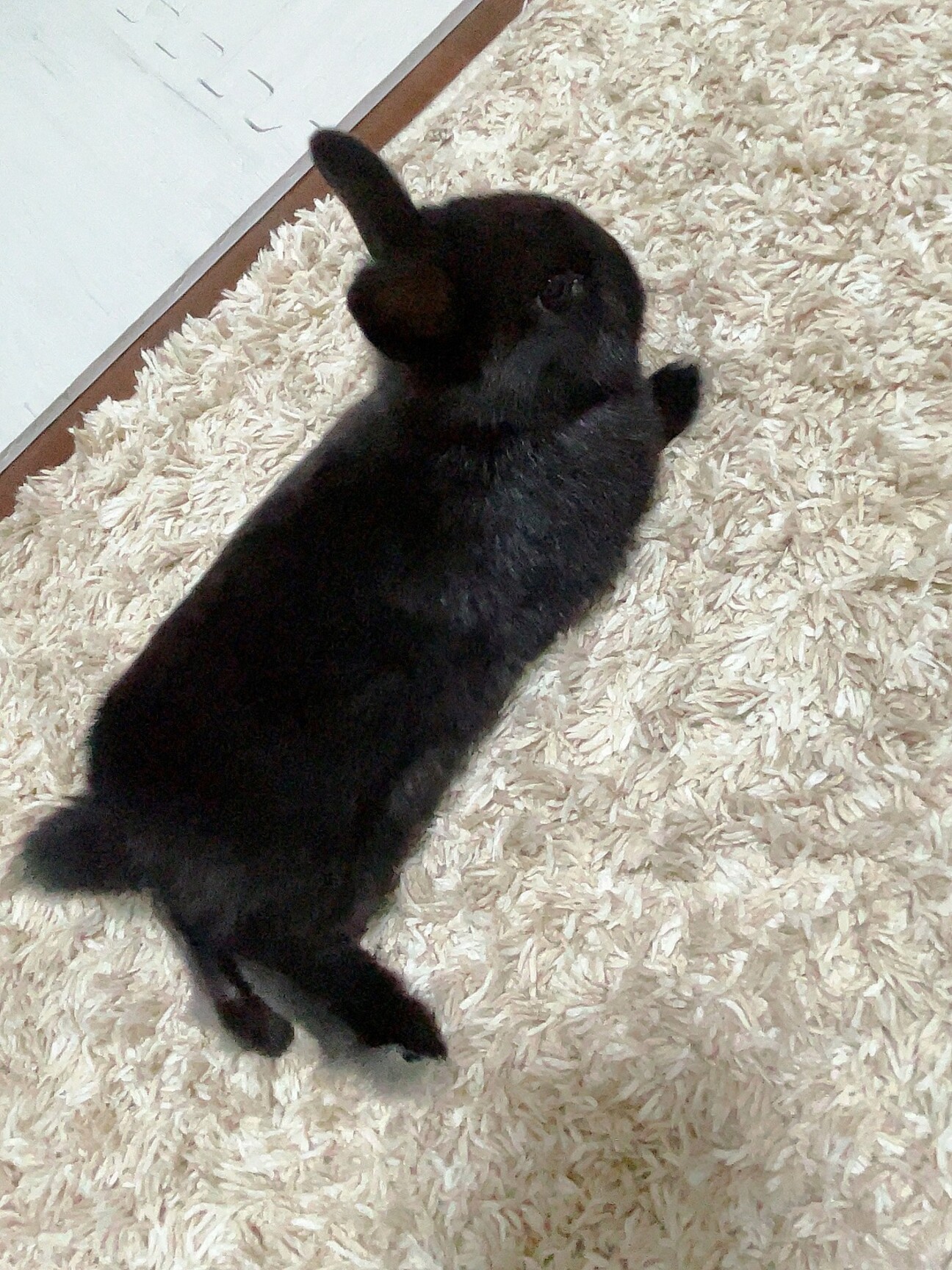 「大事に育ててくださる里親...」愛媛県 - 小動物の里親募集(523800) 1枚目の画像 :: ペットのおうち【里親決定25万頭！】