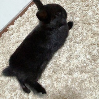 大事に育ててくださる里親募集します。