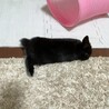 大事に育ててくださる里親募集します。 サムネイル2