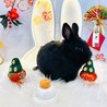 大事に育ててくださる里親募集します。 サムネイル3