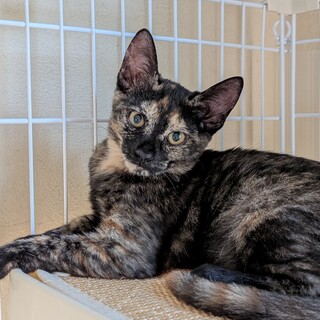 健康な4ヶ月の子猫（サビ）女の子