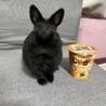 大事に育ててくださる里親募集します。 サムネイル4