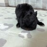 大事に育ててくださる里親募集します。 サムネイル5