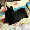 大事に育ててくださる里親募集します。 サムネイル6