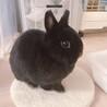 大事に育ててくださる里親募集します。 サムネイル7