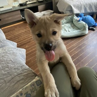 人懐こい雑種の男の子伸二（しんじ）君