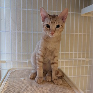 健康な4ヶ月の子猫（全身茶トラ）男の子