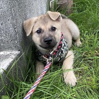 元気いっぱい雑種の男の子思努（シド）君