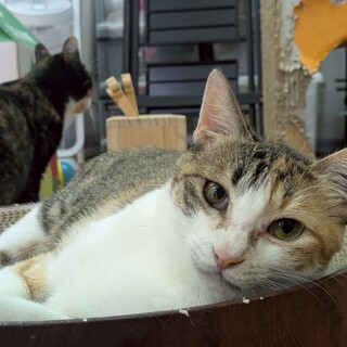 ナデナデ大好き♡三毛ママ　ジャフィー♀