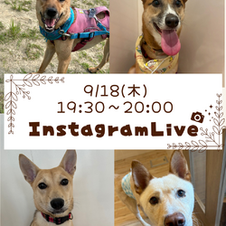 インスタライブ from 生駒譲渡センター