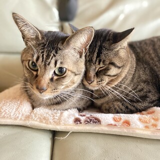 キジトラ男の子２匹一緒に迎えて下さる方