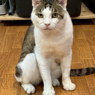 めちゃくちゃ甘えん坊！！　グラン♂