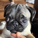 パグのワンパク坊主♡散歩も上手になりました