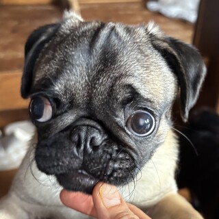 パグのワンパク坊主♡散歩も上手になりました