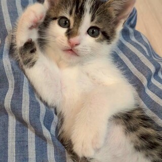 甘えん坊のお嬢さま♡なつ子ちゃん