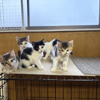 三毛猫仔猫（プロフ必読） 人が大好きな美人三毛猫！猫初心者さんにもおすすめ！ | 雑種