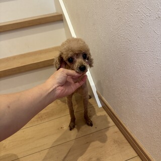 ラブラドールのMIXです」千葉県 - 犬の里親募集(483353