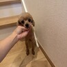 トイプードルレッドの女の子 サムネイル2