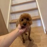 トイプードル　レッドの女の子 サムネイル2