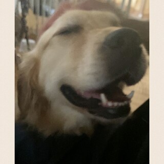 【里親サマ決まりました】ゴールデン･:*ミラちゃん