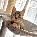 近所の野良猫保護。人懐っこいキジトラの女の子です。