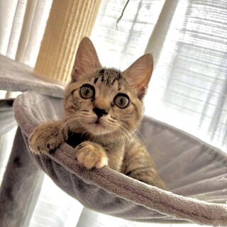 近所の野良猫保護。人懐っこいキジトラの女の子です。