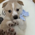 甘えん坊のたらこくん