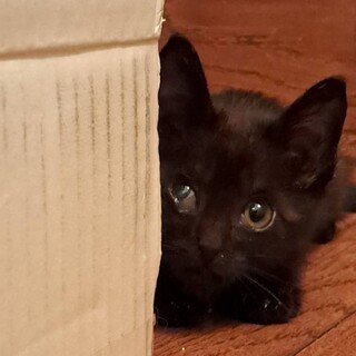 釣り場で人に助けを求めた子猫ちゃん