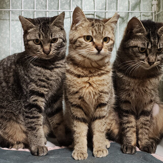 人懐っこくて甘えん坊『王林ちゃん』１０ヶ月