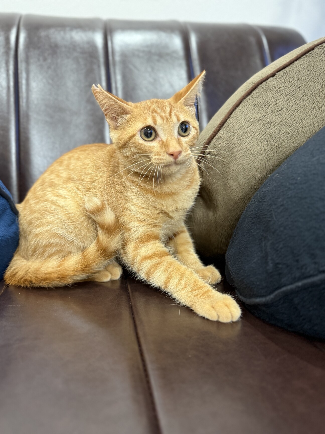 ふんばり親子猫 茶トラ ふんばり親子猫 茶トラ
