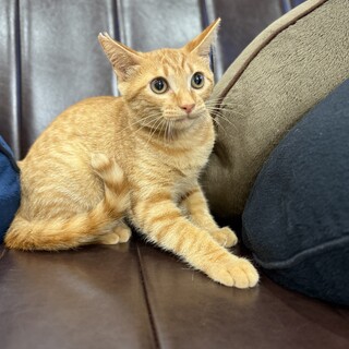 甘えん坊の茶トラくん