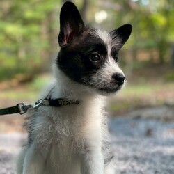 東京・品川区「犬の譲渡会」 サムネイル2