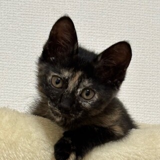 慎重派なサビ女アロハちゃん